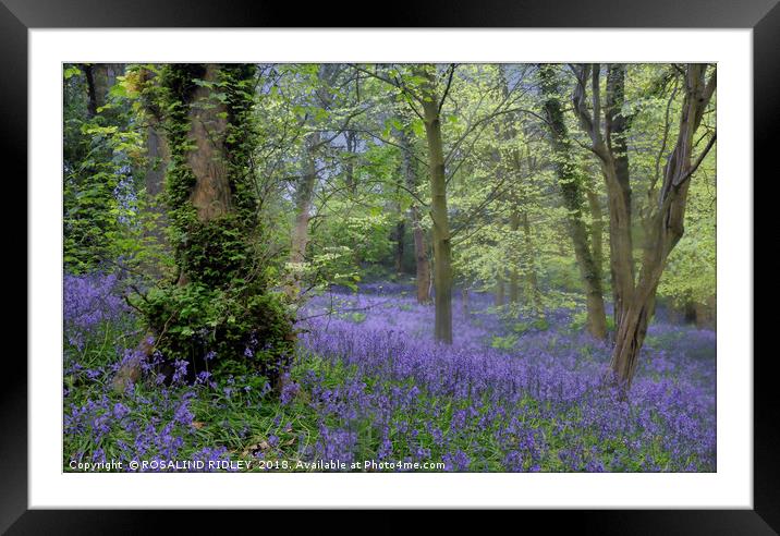 "Evening in a misty bluebell wood" Framed Mounted Print by ROS RIDLEY