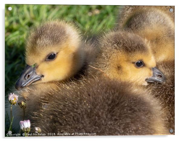 Canada goslings Acrylic by Paul Nicholas
