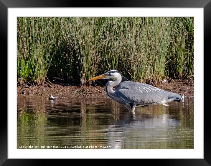 Heron on the lookout Framed Mounted Print by Paul Nicholas