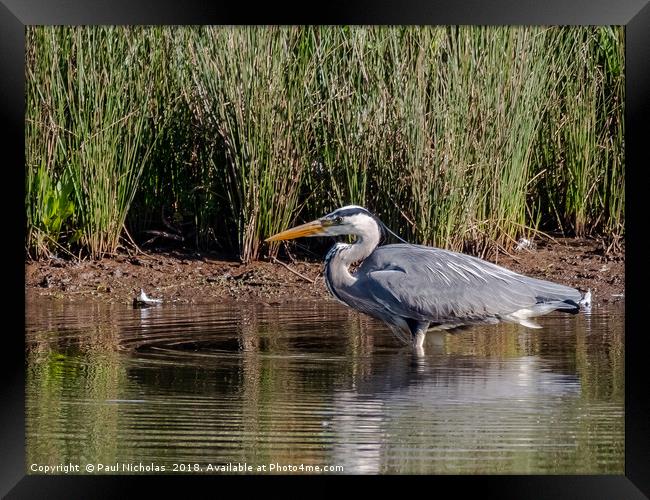 Heron on the lookout Framed Print by Paul Nicholas