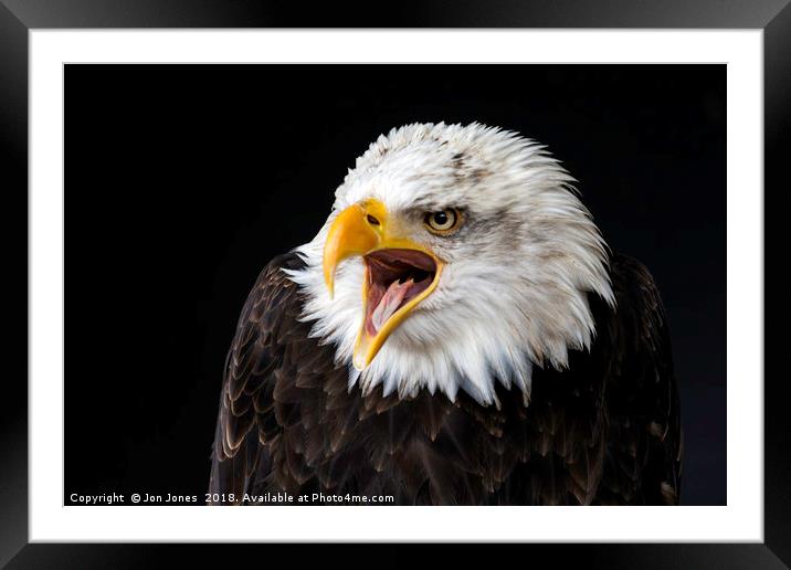 Bald Eagle Framed Mounted Print by Jon Jones