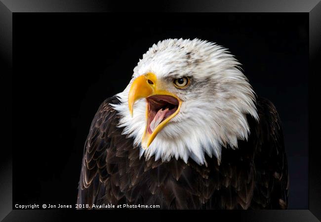 Bald Eagle Framed Print by Jon Jones