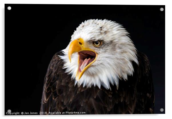 Bald Eagle Acrylic by Jon Jones