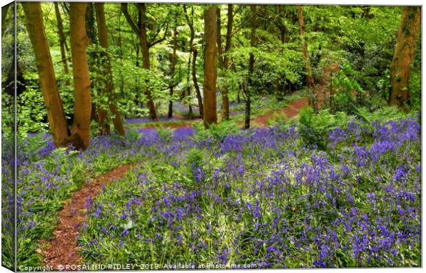 "Dappled sunshine in the bluebell woods" Canvas Print by ROS RIDLEY