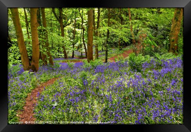 "Dappled sunshine in the bluebell woods" Framed Print by ROS RIDLEY