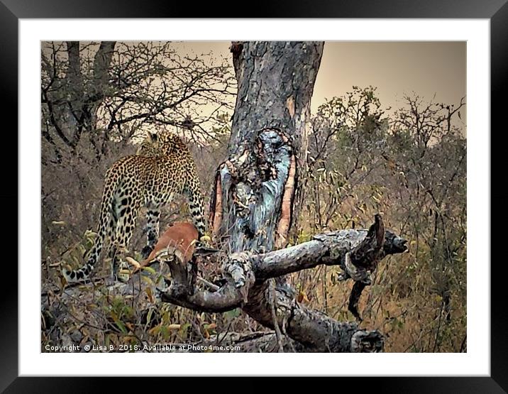 Leopard Looking Framed Mounted Print by Lisa PB