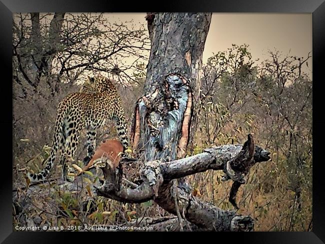 Leopard Looking Framed Print by Lisa PB