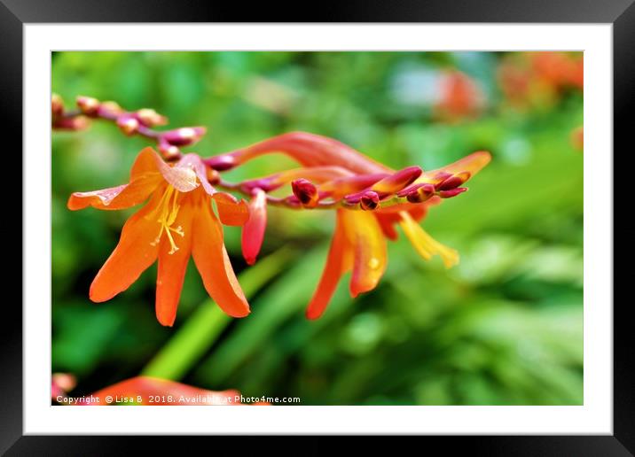 Orange Flower Framed Mounted Print by Lisa PB
