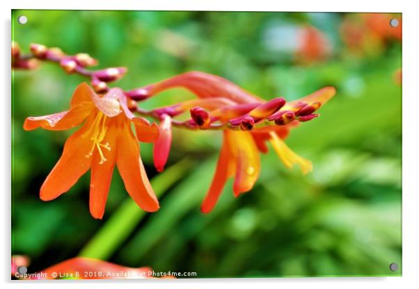 Orange Flower Acrylic by Lisa PB