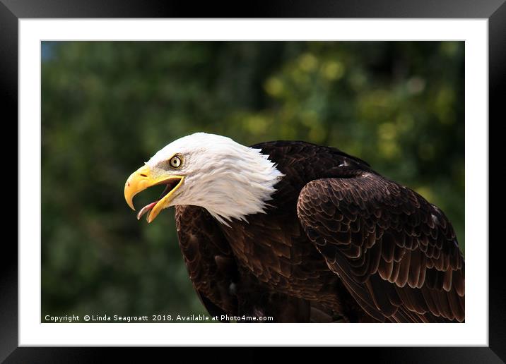 Bald Eagle Framed Mounted Print by Linda Seagroatt