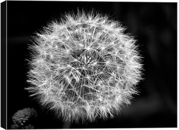 Dandelion Seeds in Black and White Canvas Print by stephen walton