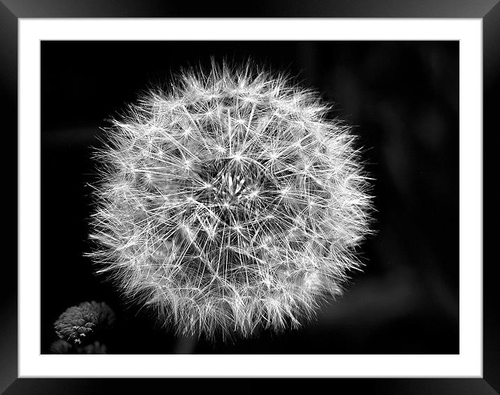 Dandelion Seeds in Black and White Framed Mounted Print by stephen walton