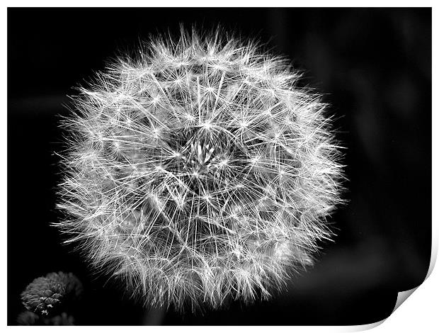 Dandelion Seeds in Black and White Print by stephen walton