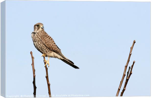 Common Kestrel (Falco tinnunculus) Canvas Print by PhotoStock Israel