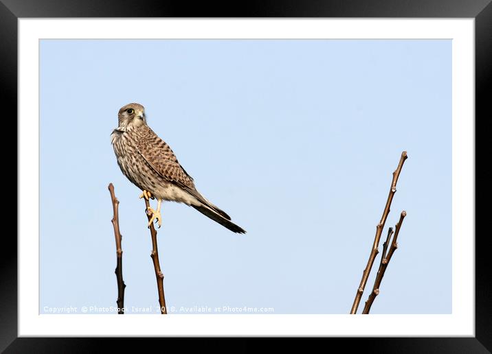 Common Kestrel (Falco tinnunculus) Framed Mounted Print by PhotoStock Israel