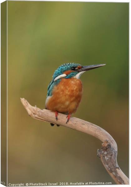 Common Kingfisher, Alcedo atthis, Canvas Print by PhotoStock Israel