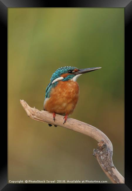 Common Kingfisher, Alcedo atthis, Framed Print by PhotoStock Israel