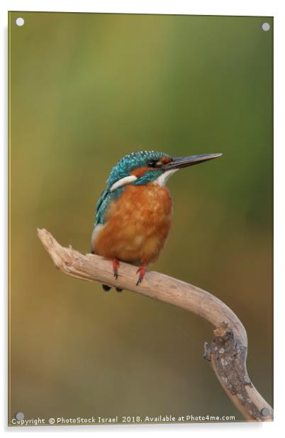 Common Kingfisher, Alcedo atthis, Acrylic by PhotoStock Israel