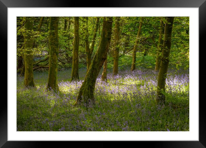 Woodland Light Framed Mounted Print by Richard Downs