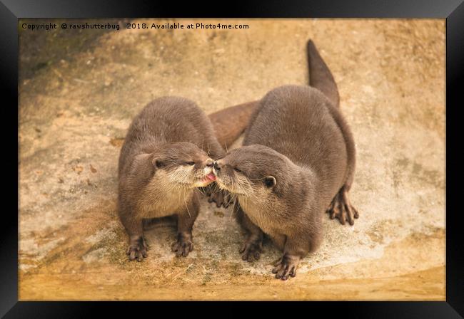 Kissing Otters Framed Print by rawshutterbug 