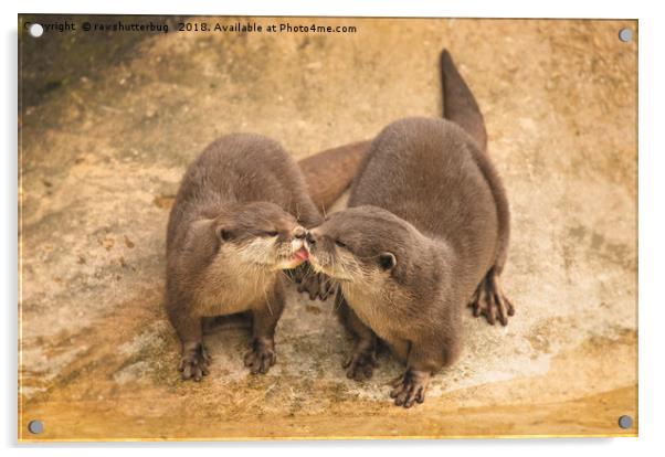 Kissing Otters Acrylic by rawshutterbug 