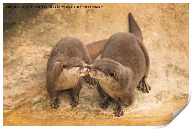 Kissing Otters Print by rawshutterbug 
