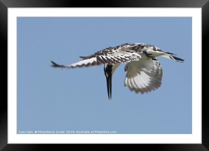 Pied Kingfisher (Ceryle rudis)  Framed Mounted Print by PhotoStock Israel