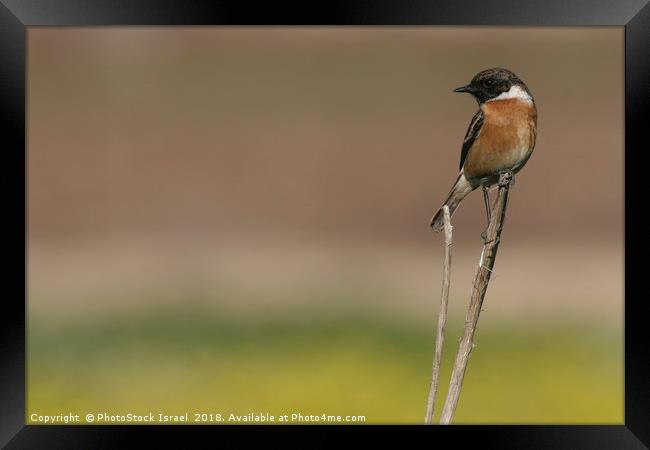 African Stonechat (Saxicola torquata) Framed Print by PhotoStock Israel