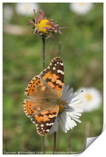  Painted Lady Vanessa cardui Print by PhotoStock Israel