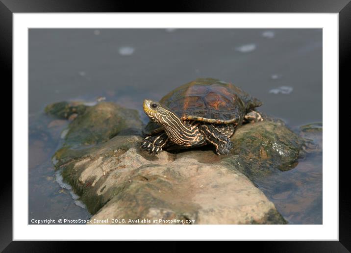 Striped-neck terrapin (Mauremys caspica) Framed Mounted Print by PhotoStock Israel