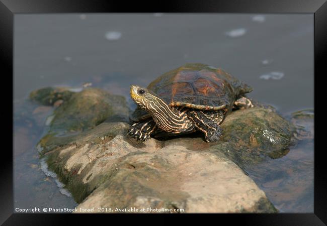 Striped-neck terrapin (Mauremys caspica) Framed Print by PhotoStock Israel