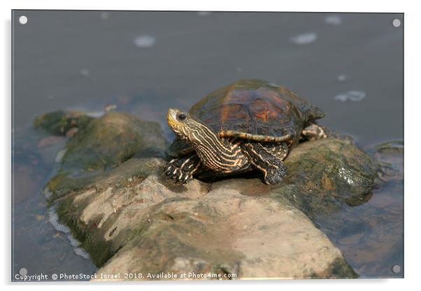 Striped-neck terrapin (Mauremys caspica) Acrylic by PhotoStock Israel