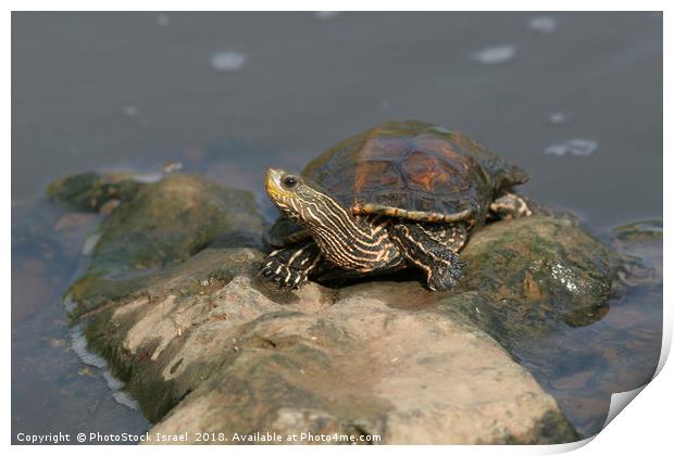 Striped-neck terrapin (Mauremys caspica) Print by PhotoStock Israel