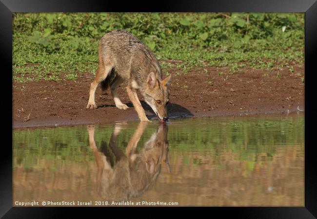 Golden Jackal (Canis aureus), Framed Print by PhotoStock Israel