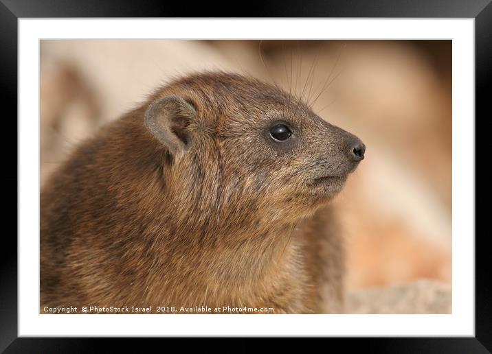 Rock Hyrax, (Procavia capensis) Framed Mounted Print by PhotoStock Israel