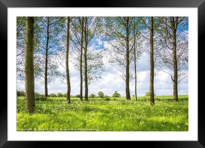 Trees  Leaves and White Flowers Framed Mounted Print by Jim Key