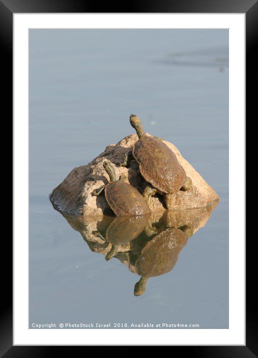 Striped-neck terrapin (Mauremys caspica) Framed Mounted Print by PhotoStock Israel