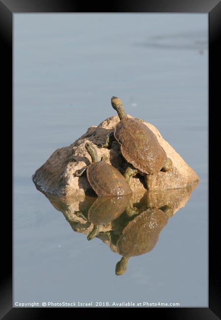 Striped-neck terrapin (Mauremys caspica) Framed Print by PhotoStock Israel