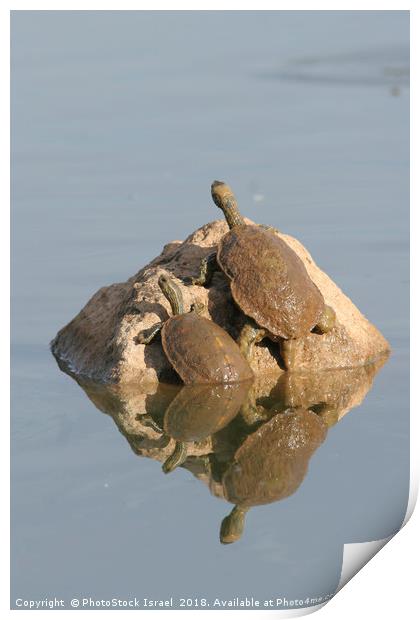 Striped-neck terrapin (Mauremys caspica) Print by PhotoStock Israel