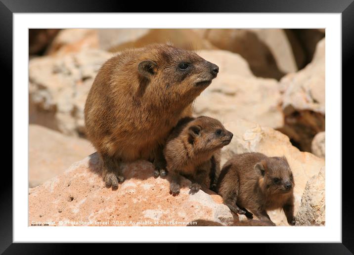 Rock Hyrax, (Procavia capensis) Framed Mounted Print by PhotoStock Israel
