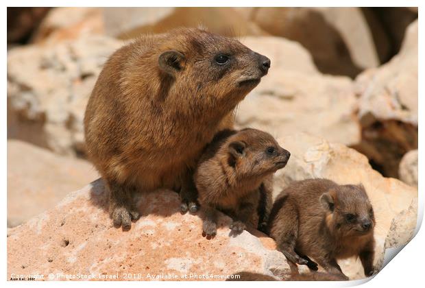 Rock Hyrax, (Procavia capensis) Print by PhotoStock Israel