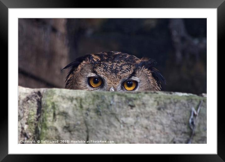 The Watchful Owl Framed Mounted Print by Sally Lloyd