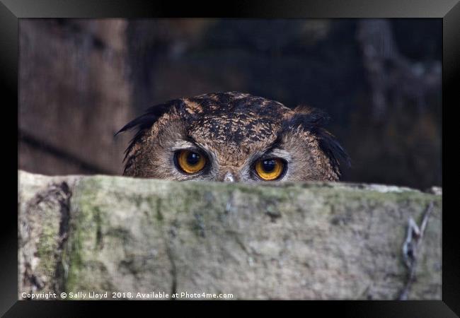 The Watchful Owl Framed Print by Sally Lloyd