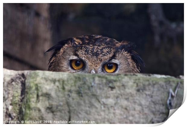 The Watchful Owl Print by Sally Lloyd
