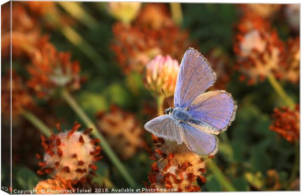 Common Blue (Polyommatus icarus) Canvas Print by PhotoStock Israel
