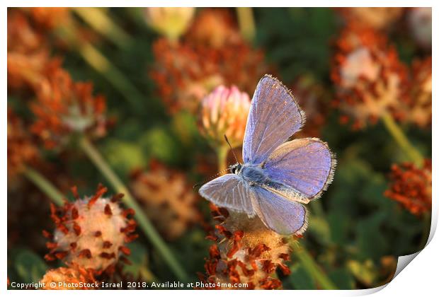 Common Blue (Polyommatus icarus) Print by PhotoStock Israel