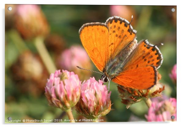 Lesser Fiery Copper (Lycaena thersamon) Acrylic by PhotoStock Israel