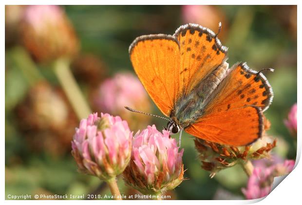 Lesser Fiery Copper (Lycaena thersamon) Print by PhotoStock Israel
