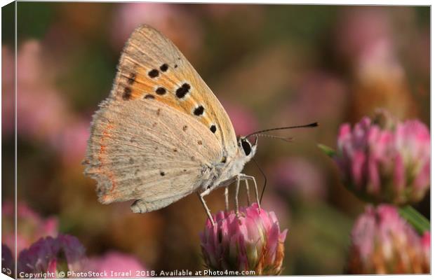 The Small Copper Canvas Print by PhotoStock Israel