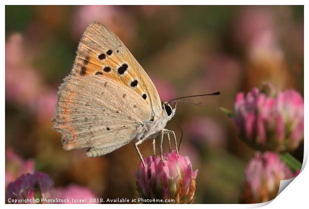 The Small Copper Print by PhotoStock Israel
